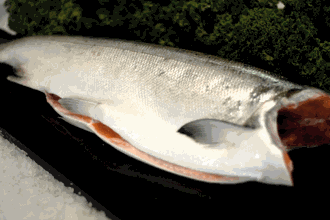 Two Sockeye Salmon Special Two Sockeye Salmon Special