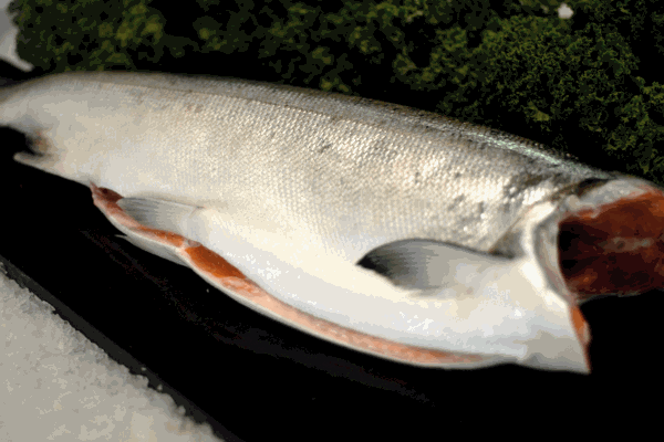 Two Sockeye Salmon Special