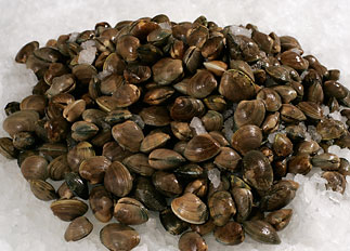 Live Manila Clams Live Manila Clams