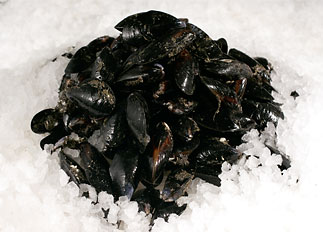 Live Penn Cove Mussels Live Penn Cove Mussels