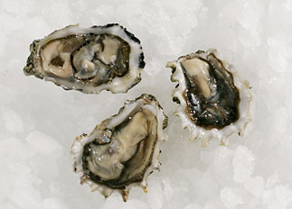 Live Evening Cove Oysters Live Evening Cove Oysters