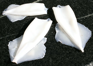 Squid Tubes and Tentacles Squid Tubes and Tentacles