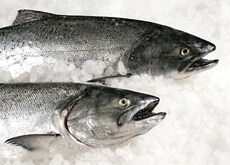 Troll Caught Whole King Salmon Troll Caught Whole King Salmon