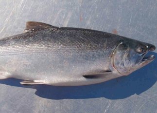 Troll Caught Whole Coho Salmon Troll Caught Whole Coho Salmon